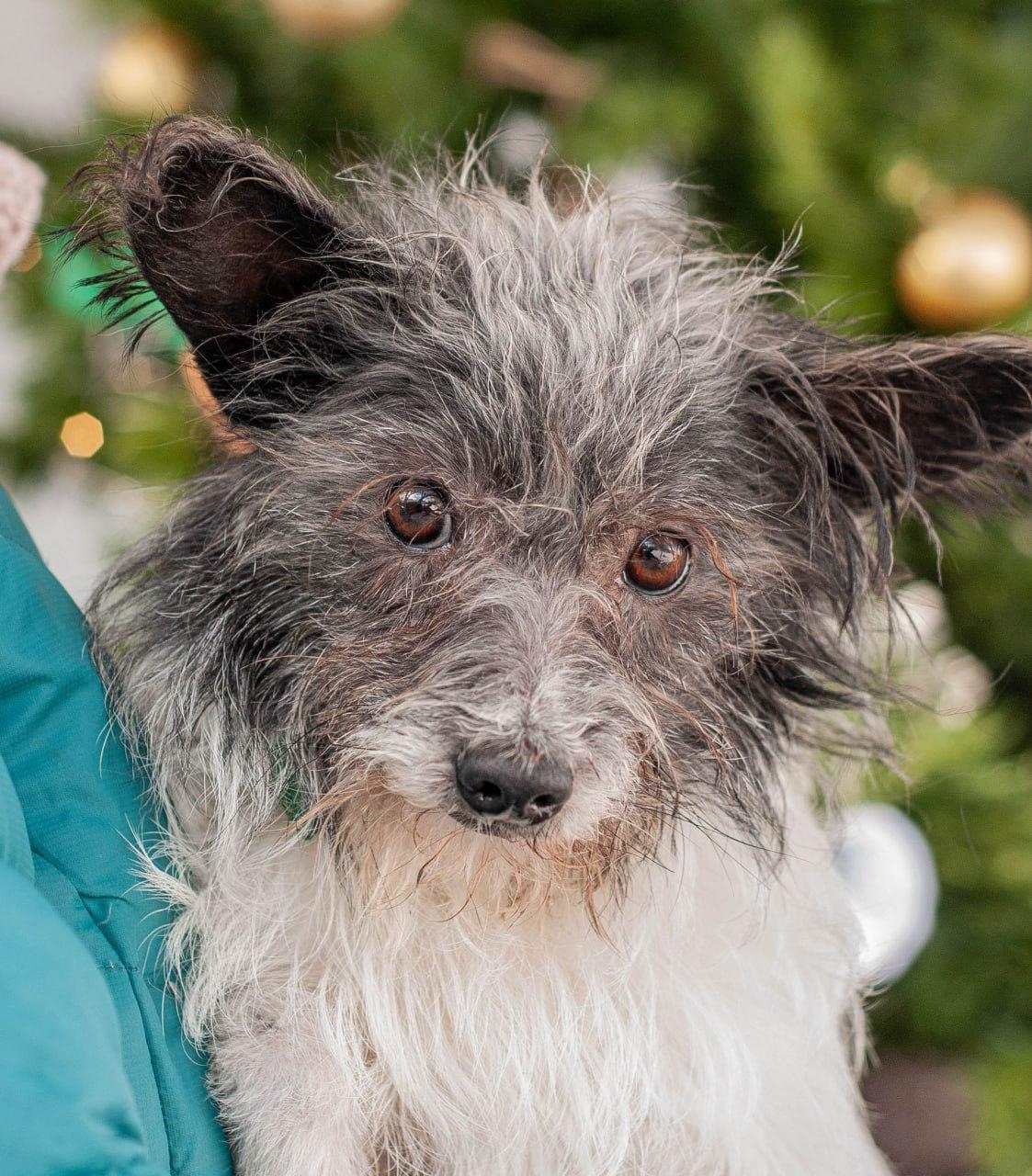 Chiens à adopter